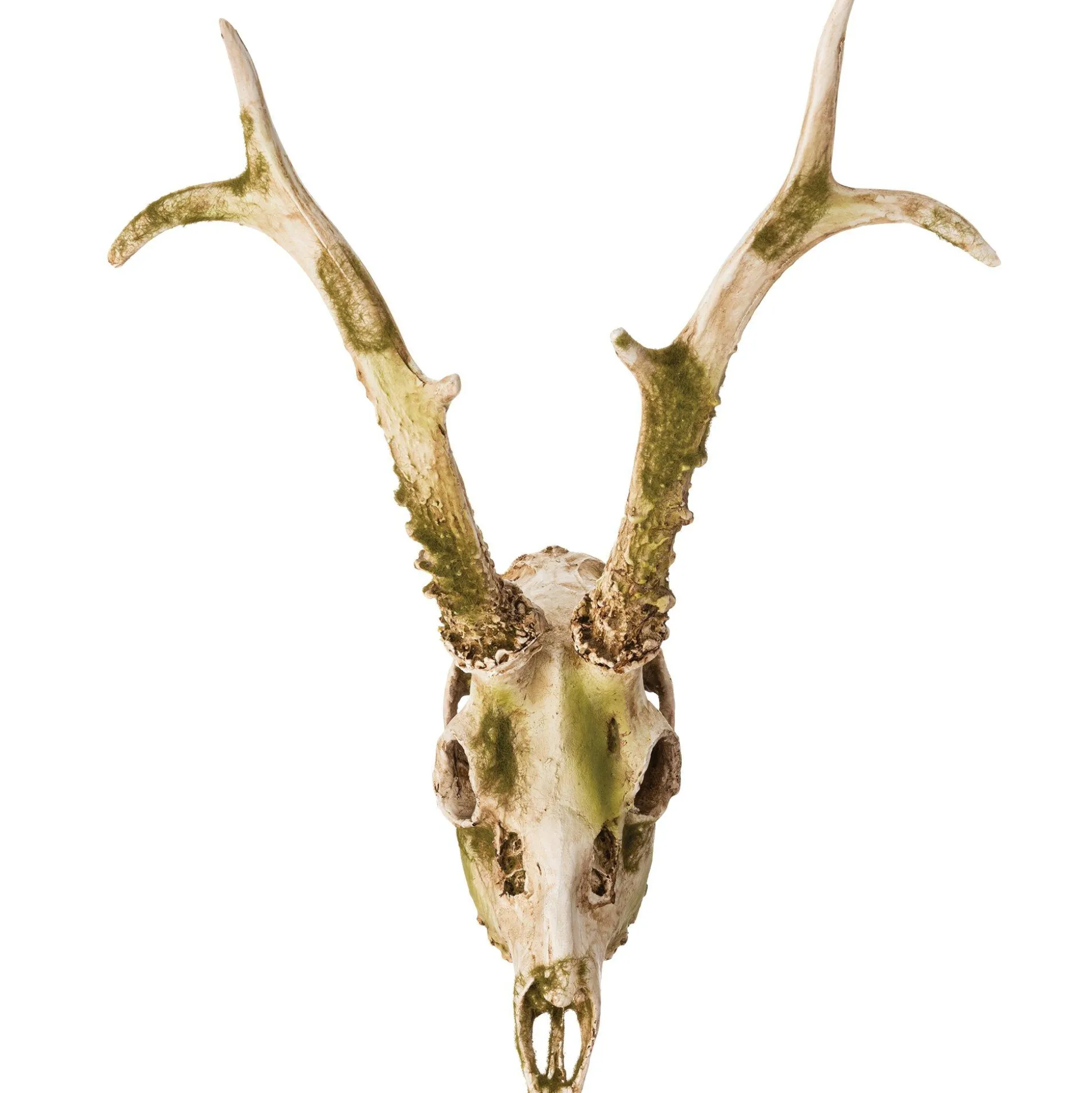 Party City Mossy Deer Skull Resin Decoration, 11.6In X 13.2In| Skeletons