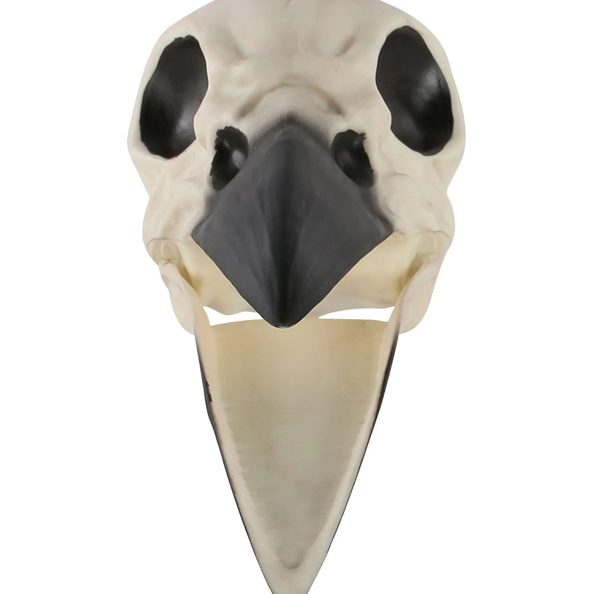 Party City Plastic Raven Skull, 3.5In X 8.75In| Skeletons