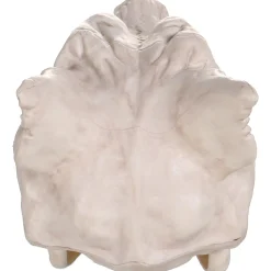 Party City Plastic Werewolf Skull, 6.75In X 10.25In| Creatures