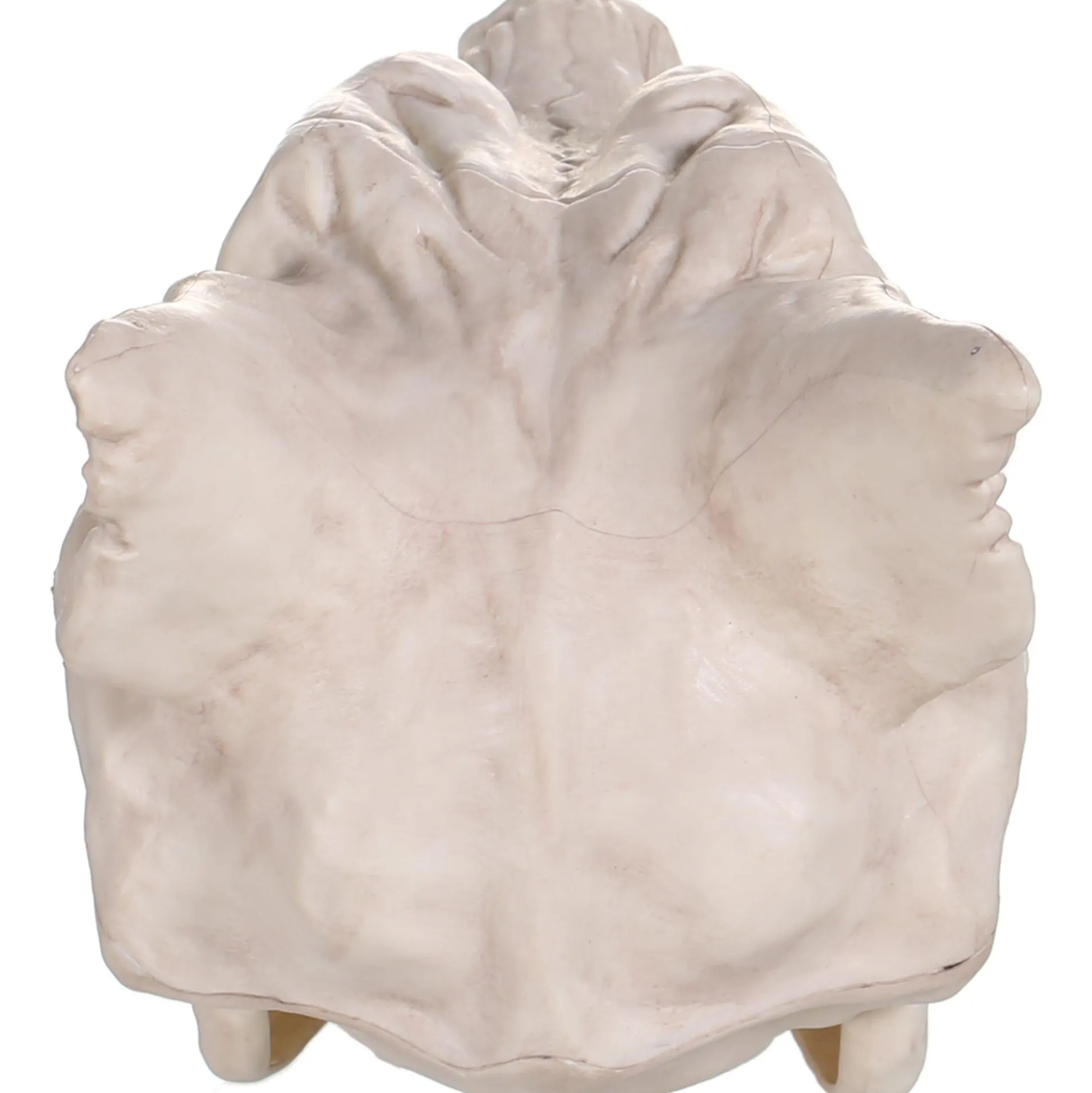 Party City Plastic Werewolf Skull, 6.75In X 10.25In| Skeletons