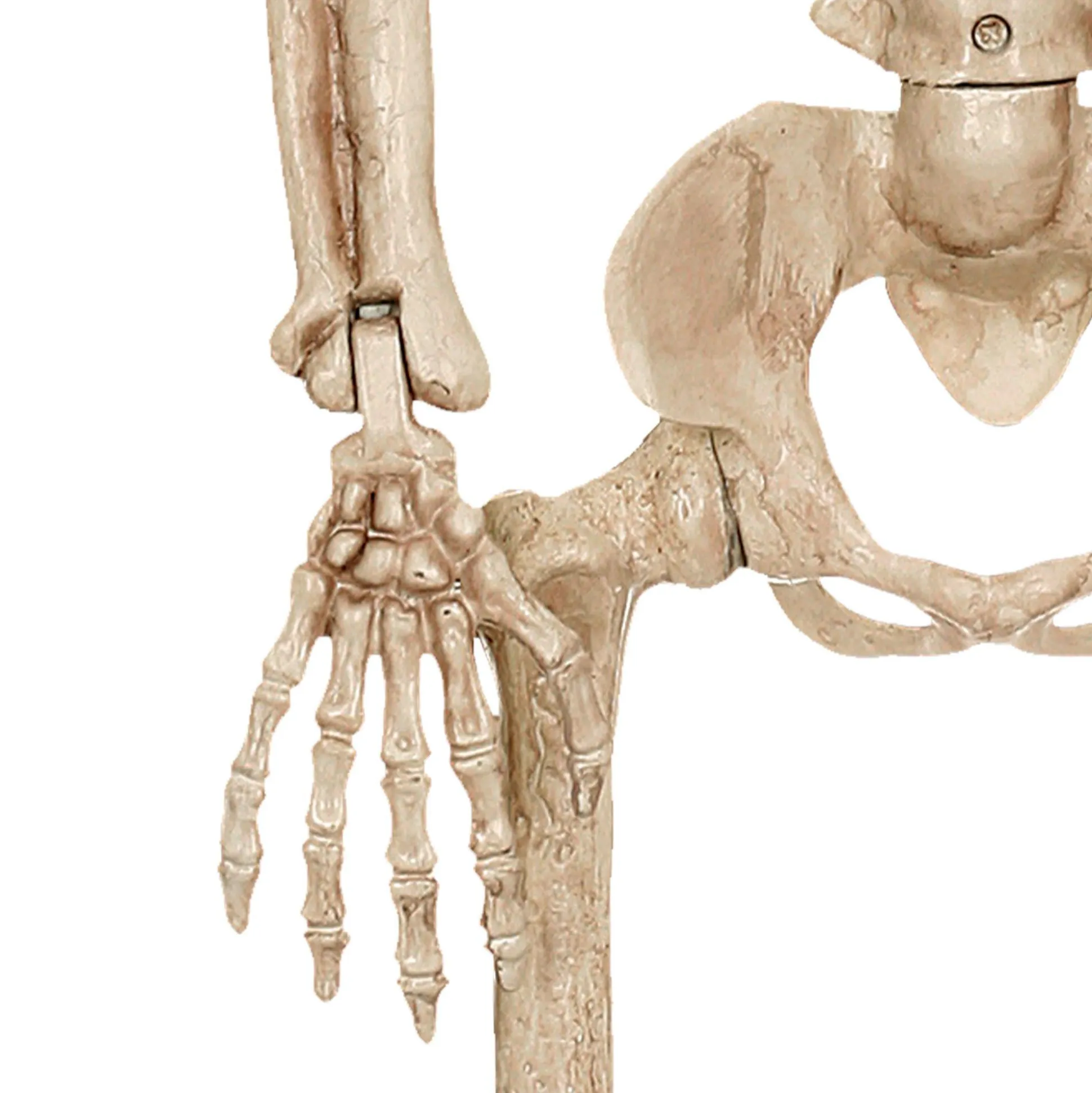 Party City Realistic Hanging Skeleton, 3Ft - Halloween Decoration| Skeletons