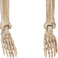 Party City Realistic Hanging Skeleton, 3Ft - Halloween Decoration| Skeletons