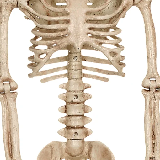 Party City Realistic Hanging Skeleton, 3Ft - Halloween Decoration| Boneyard Glam