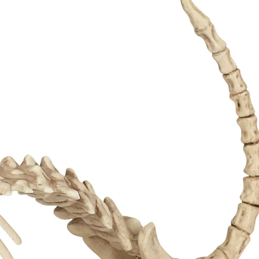 Party City Skeleton Cat Decoration, 18In X 10.25In| Skeletons