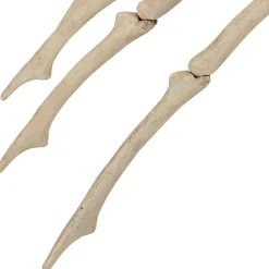 Party City Skeleton Spider Decoration, 21In X 12In| Spiders & Webbing